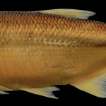 Oligosarcus jacuiensis MCP 28980
