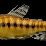 colecoes_cientificas-peixes-holotipos-characidium_occidentale-mcp17585-01